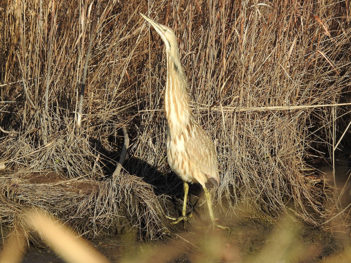 American Bittern - ML630170745