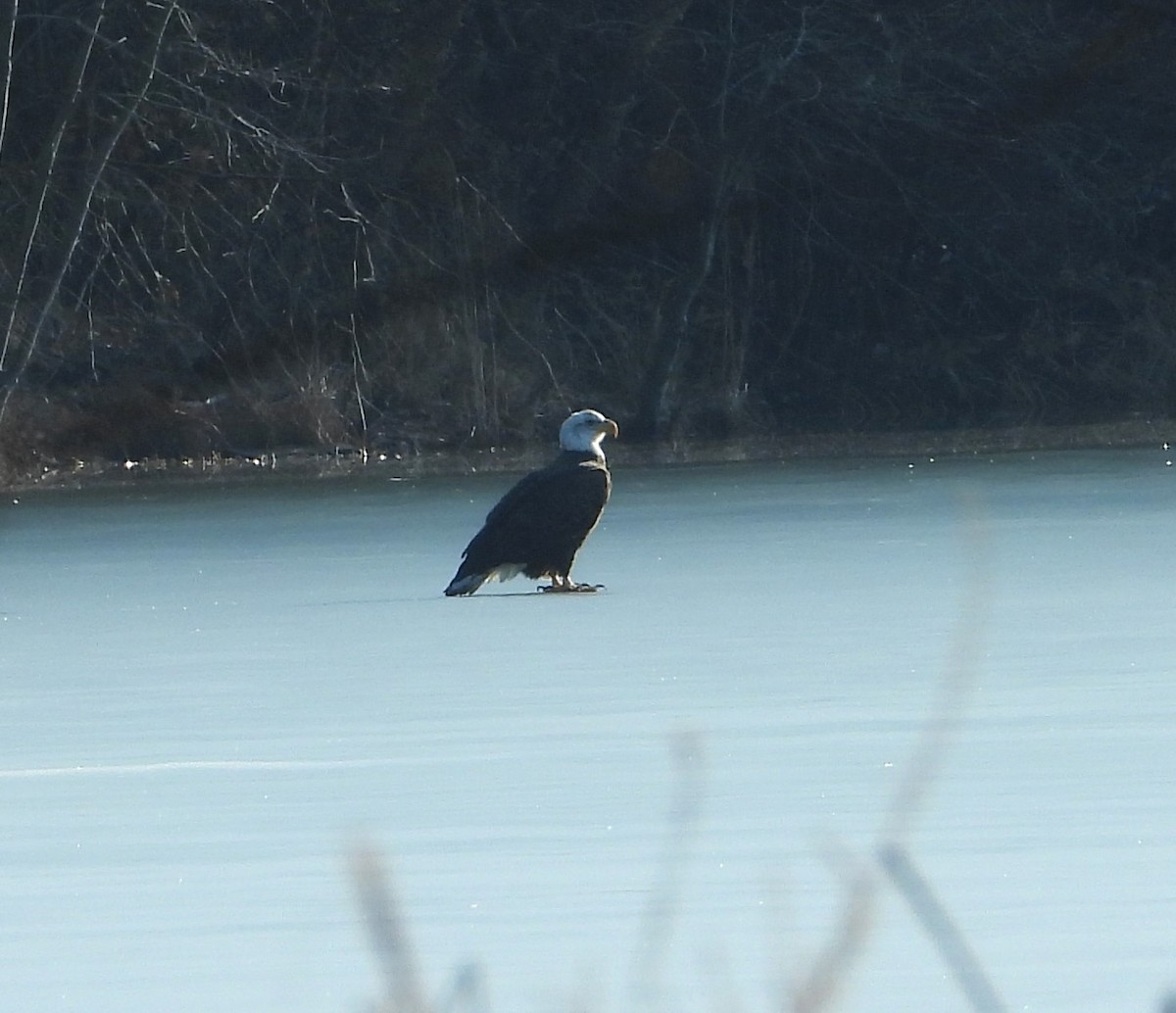 Bald Eagle - ML630170746