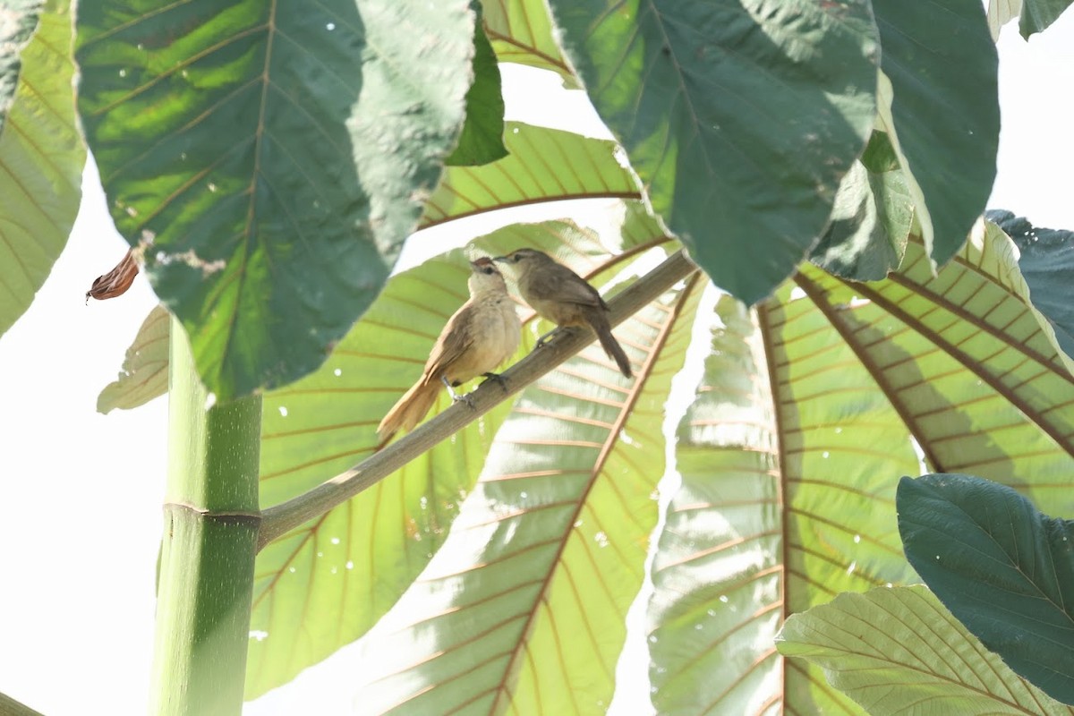 Rufous-fronted Thornbird (Rufous-fronted) - ML630170822