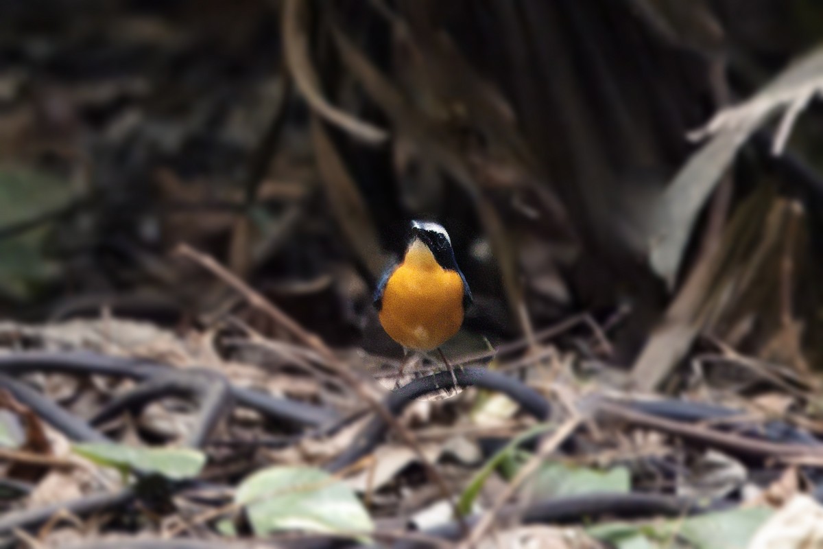 Indian Blue Robin - ML630170860