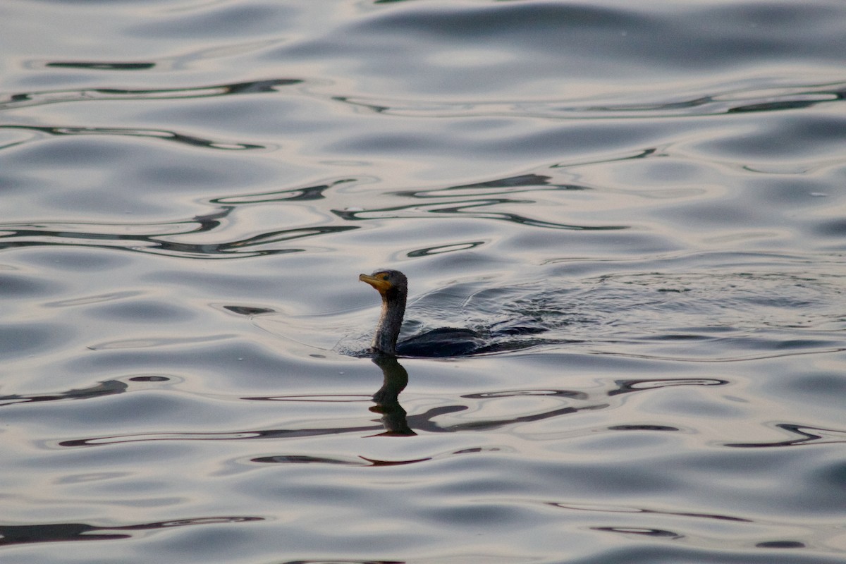 Double-crested Cormorant - ML630170892