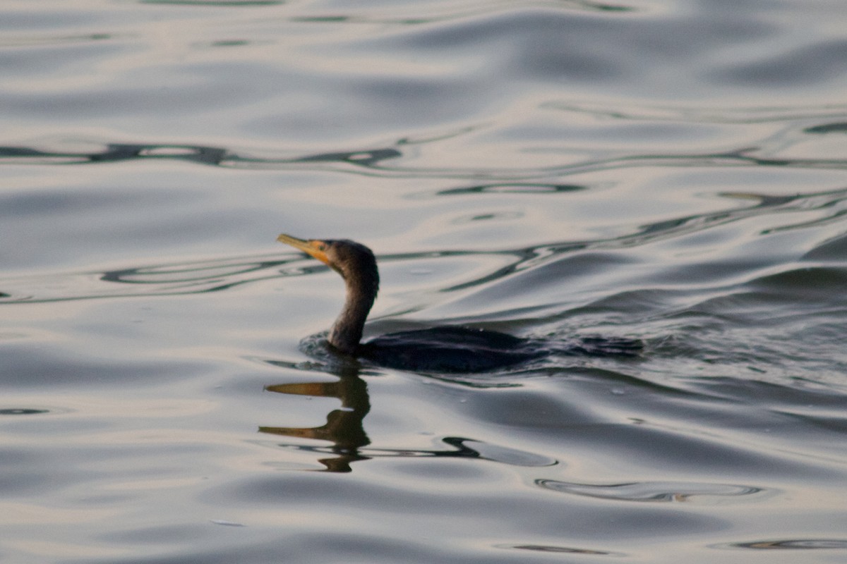 Double-crested Cormorant - ML630170903