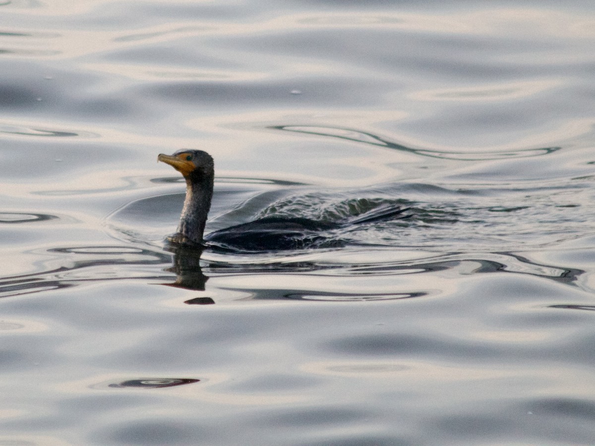 Double-crested Cormorant - ML630170914