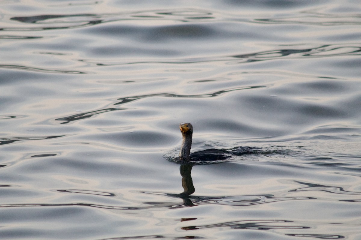 Double-crested Cormorant - ML630170922