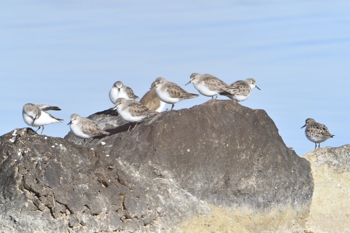 Little Stint - ML630170944