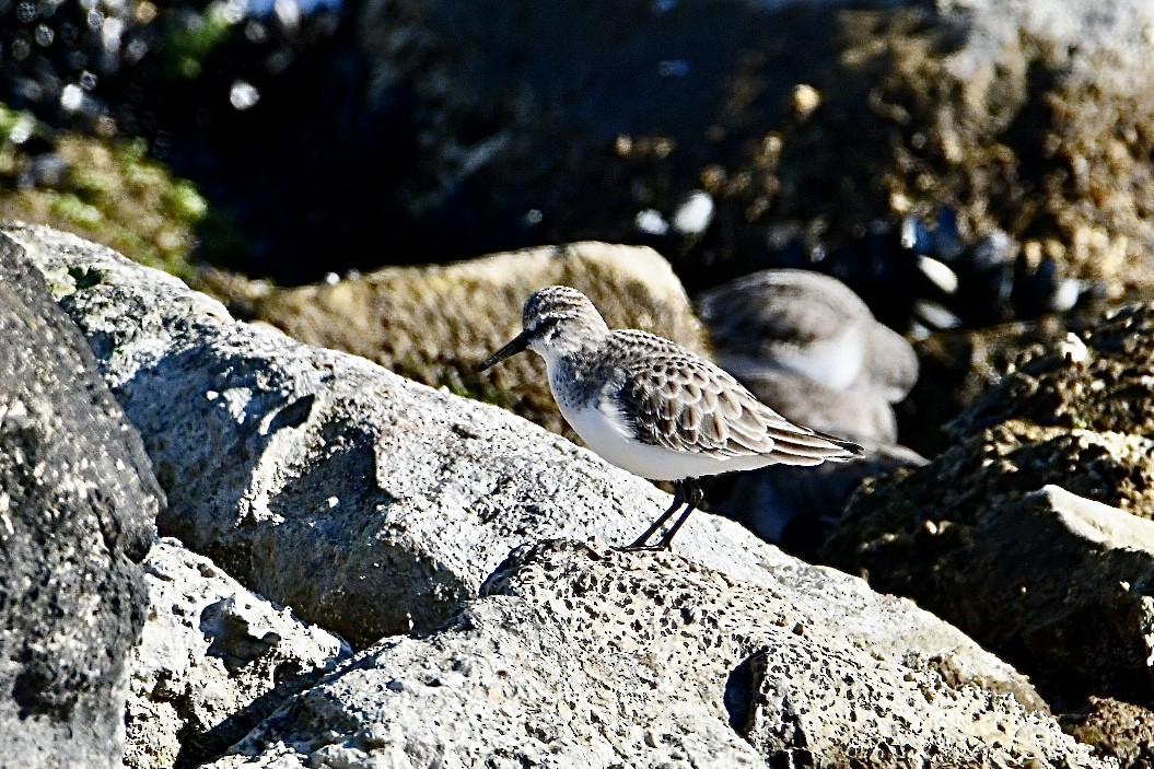 Little Stint - ML630170945