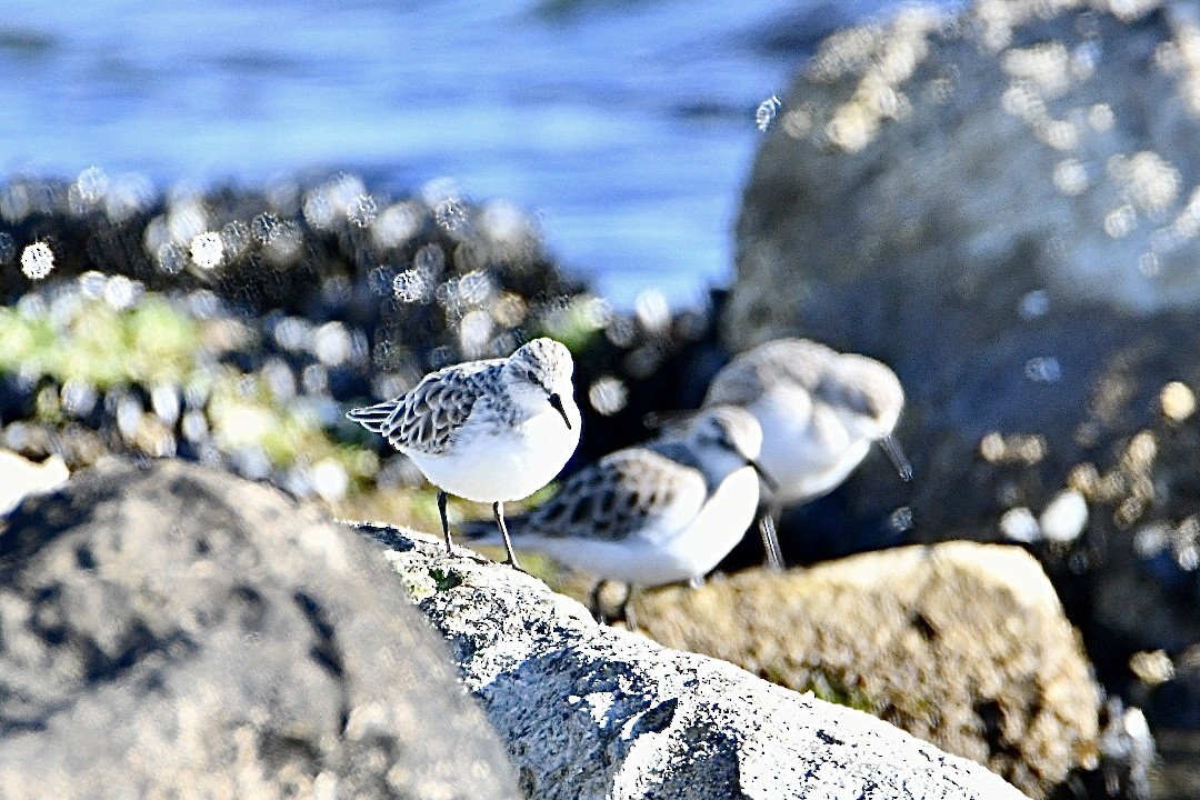 Little Stint - ML630170946