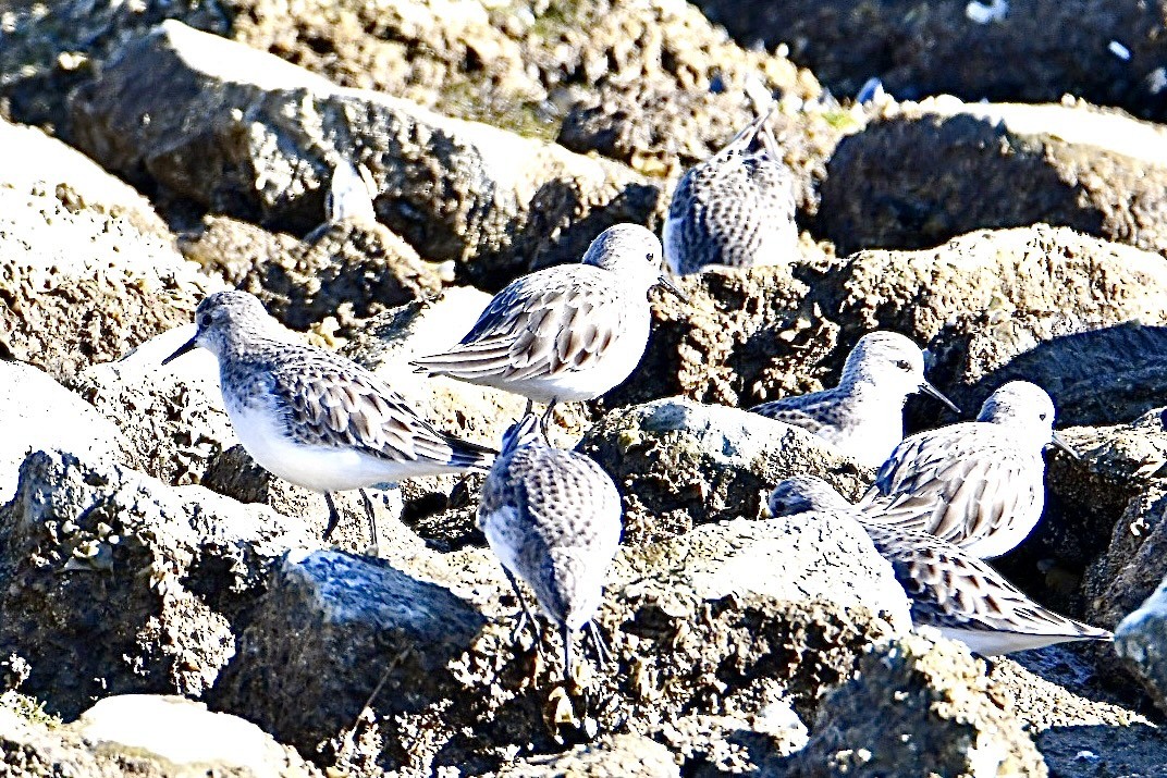 Little Stint - ML630170947