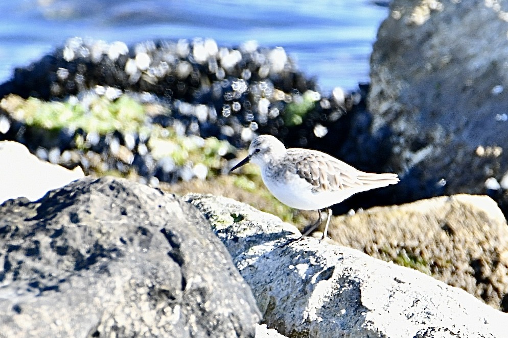 Little Stint - ML630170948