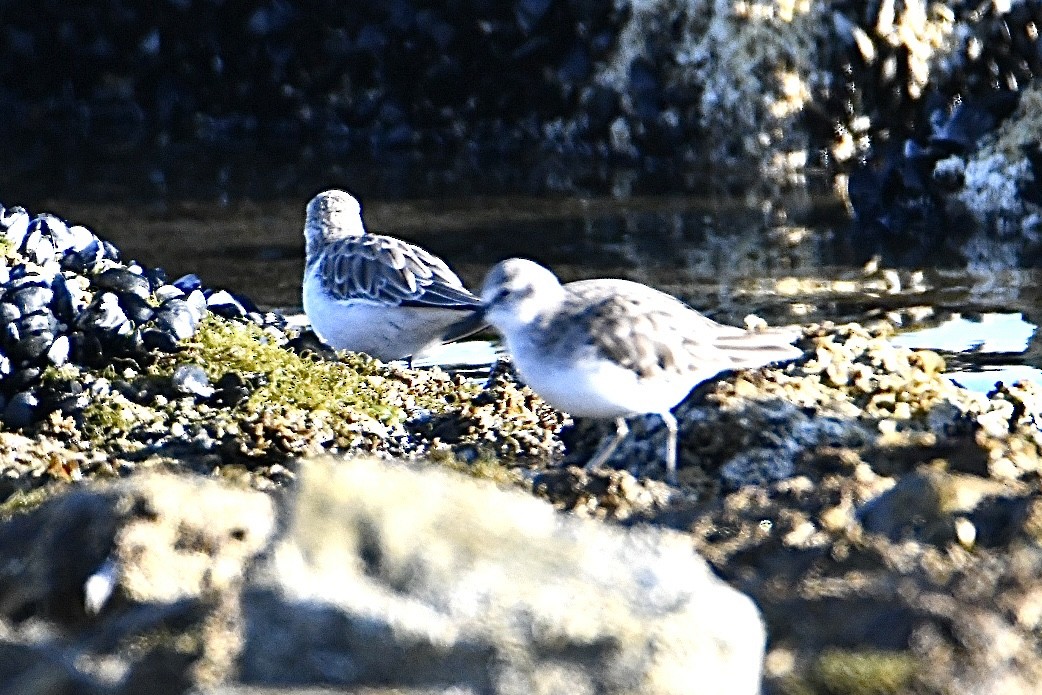 Little Stint - ML630170949