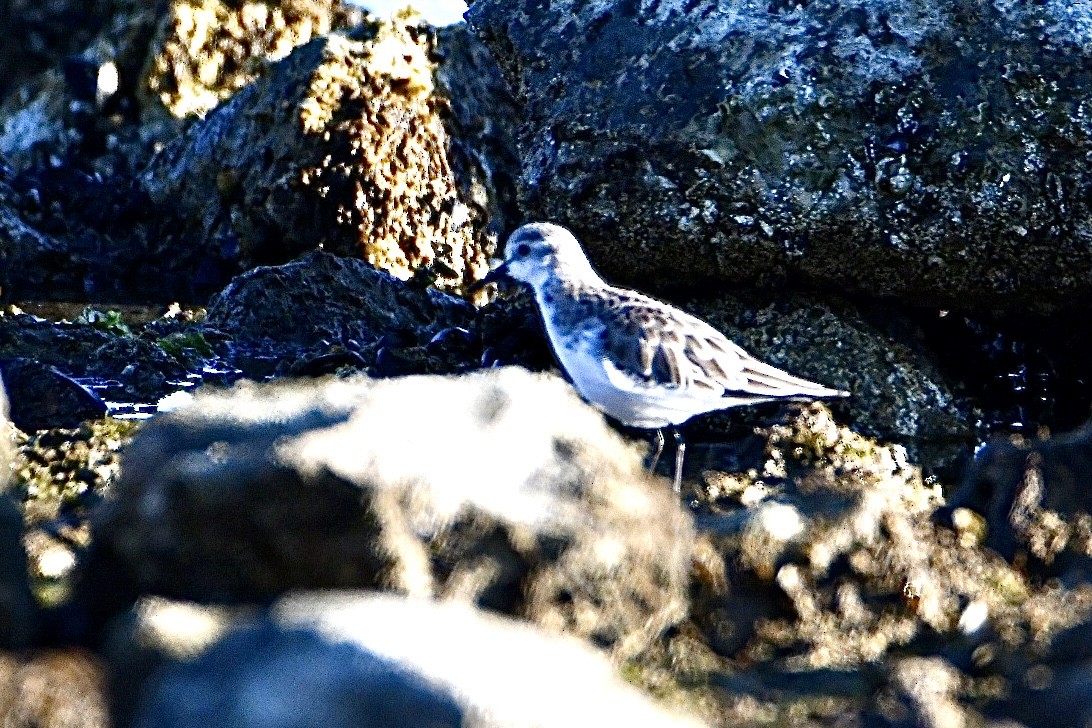 Little Stint - ML630170950