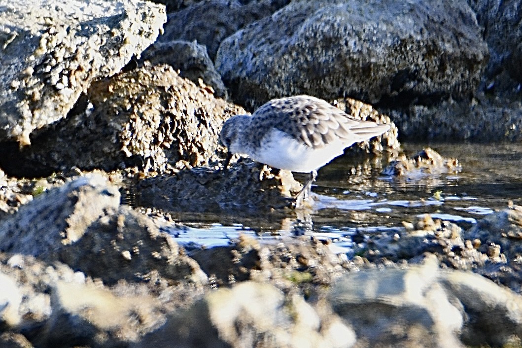 Little Stint - ML630170951