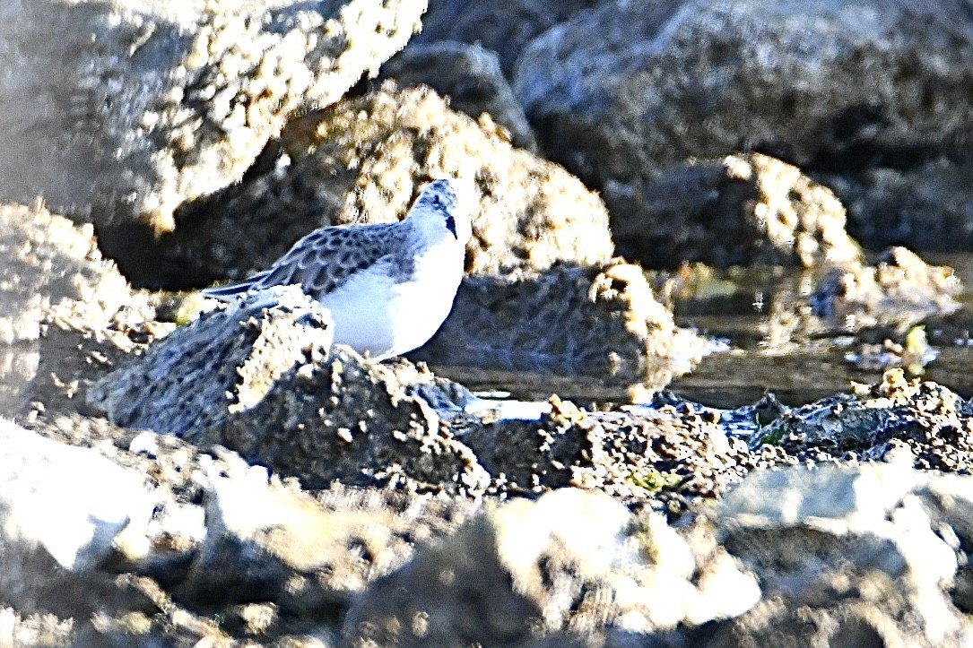 Little Stint - ML630170952