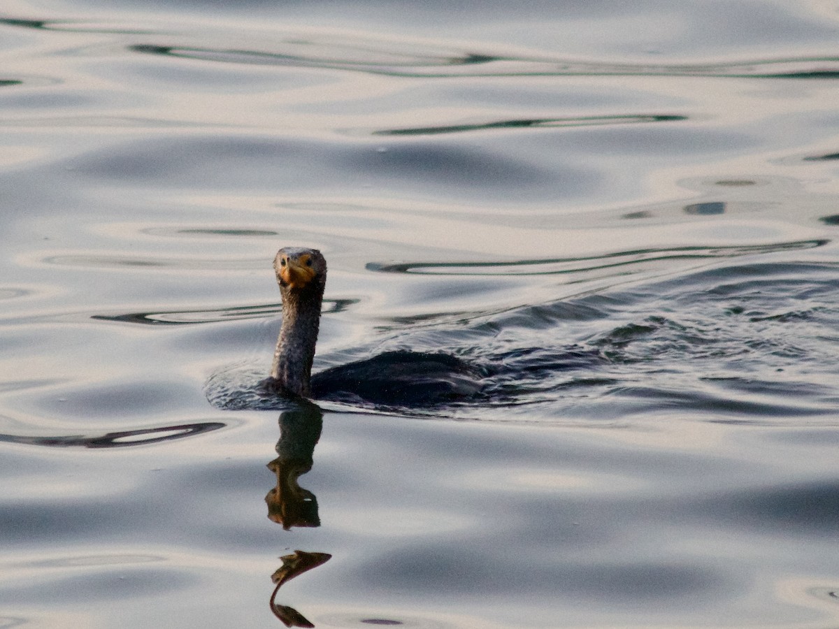 Double-crested Cormorant - ML630170960