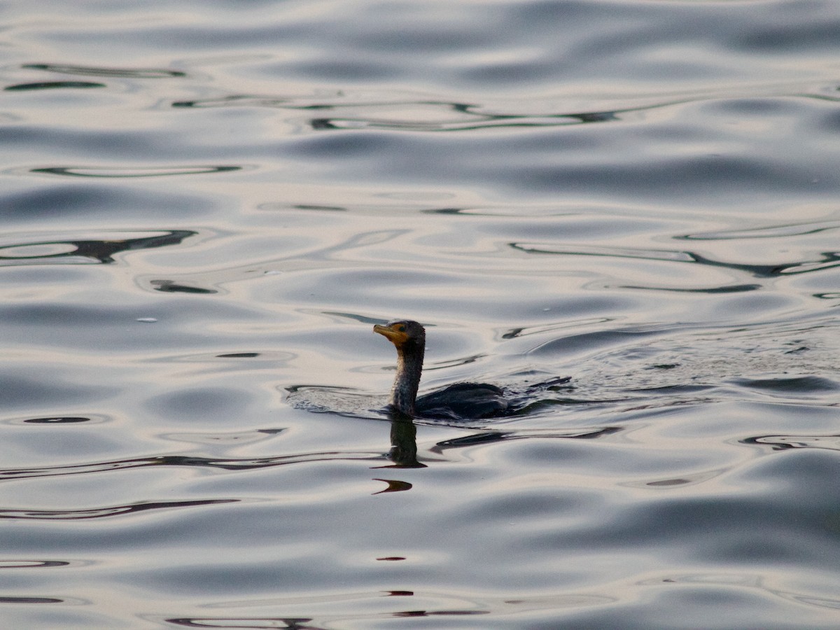 Double-crested Cormorant - ML630170974