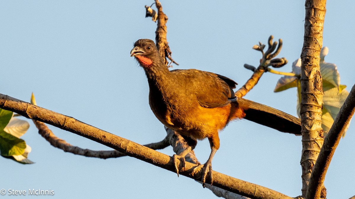 Rufous-vented Chachalaca - ML630170985