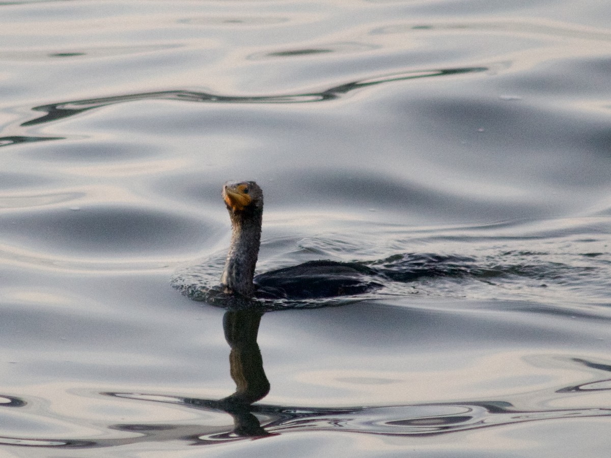 Double-crested Cormorant - ML630171005