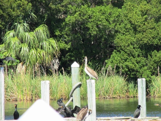 Double-crested Cormorant - ML630171041