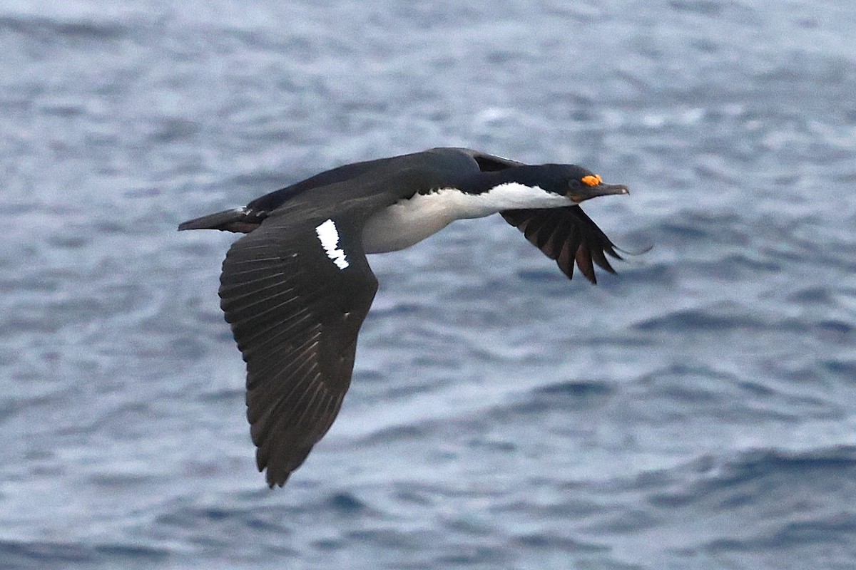 Macquarie Shag - ML630171084