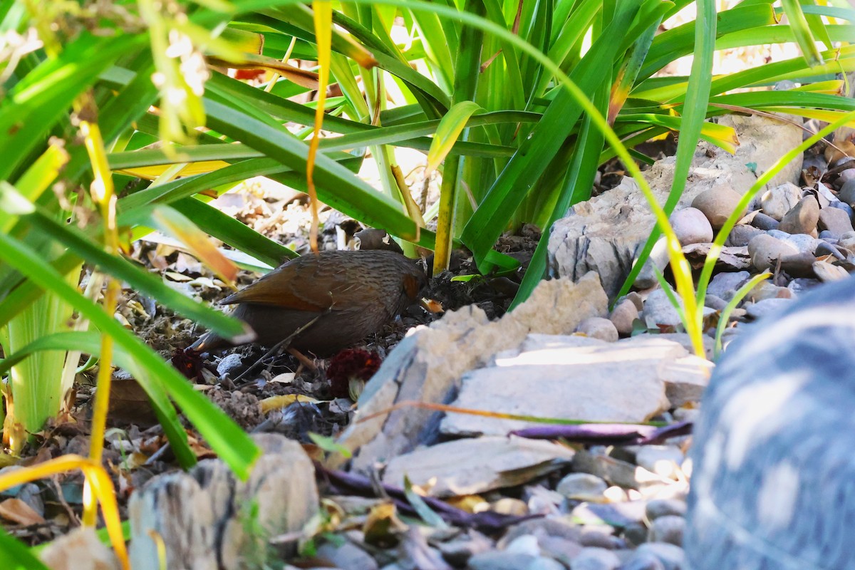 Streaked Laughingthrush - ML630171100