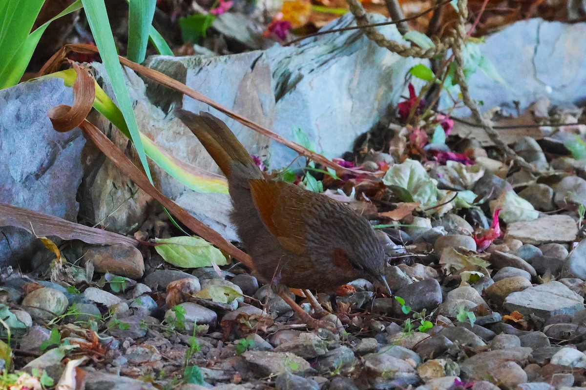 Streaked Laughingthrush - ML630171111