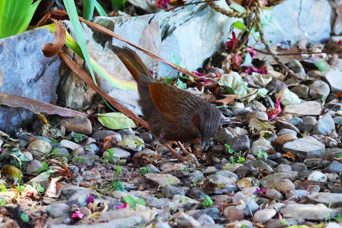 Streaked Laughingthrush - ML630171122