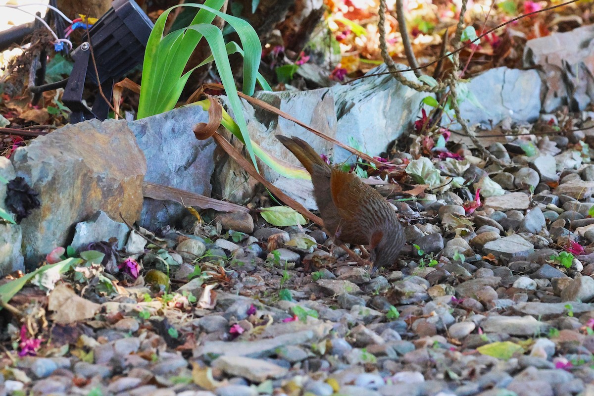 Streaked Laughingthrush - ML630171139