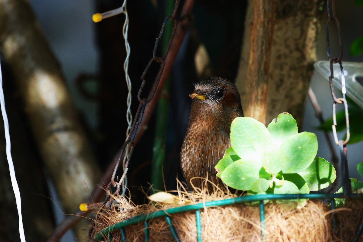 Streaked Laughingthrush - ML630171164