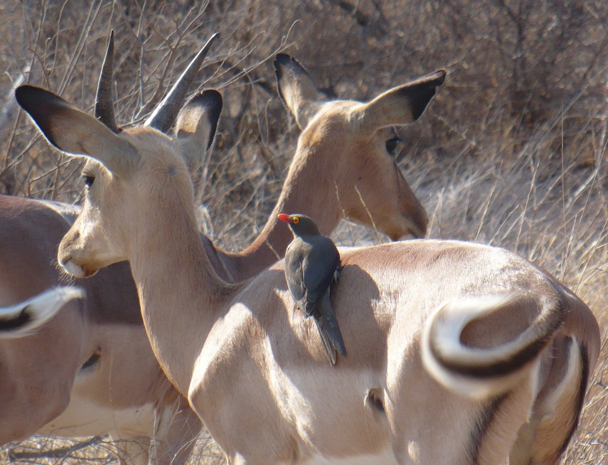 Red-billed Oxpecker - ML630171171