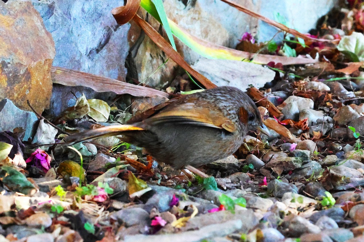 Streaked Laughingthrush - ML630171172