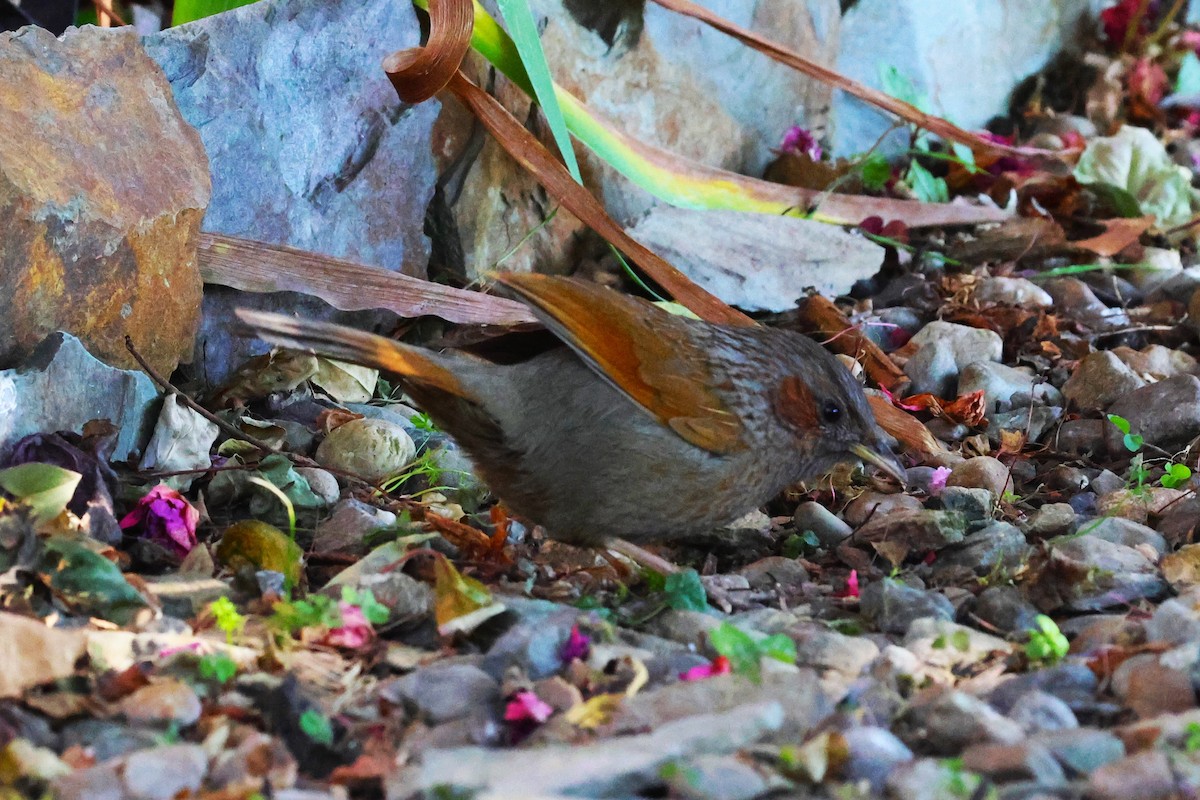 Streaked Laughingthrush - ML630171186
