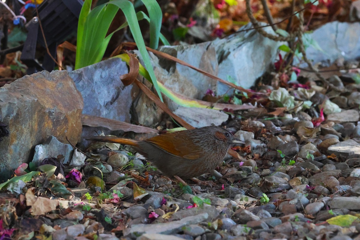 Streaked Laughingthrush - ML630171200