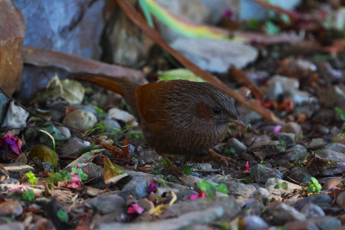 Streaked Laughingthrush - ML630171204
