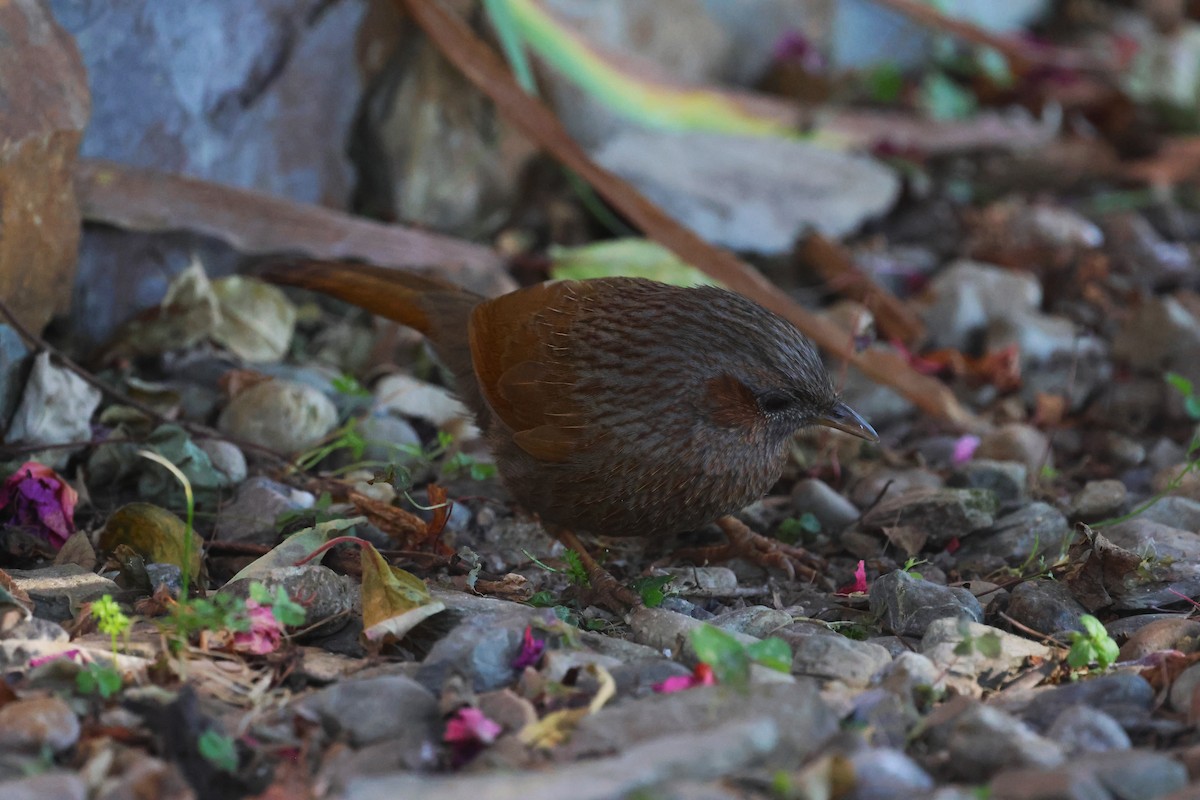 Streaked Laughingthrush - ML630171206