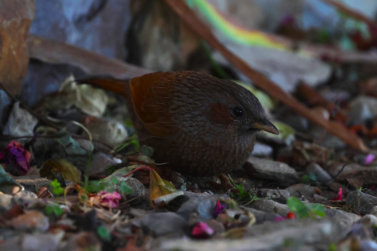 Streaked Laughingthrush - ML630171253