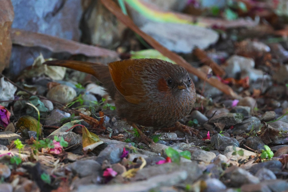 Streaked Laughingthrush - ML630171258