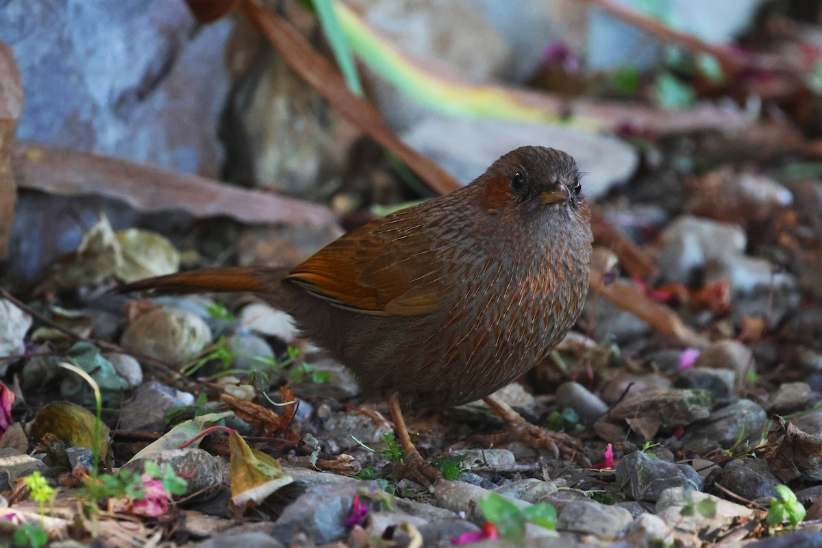 Streaked Laughingthrush - ML630171260