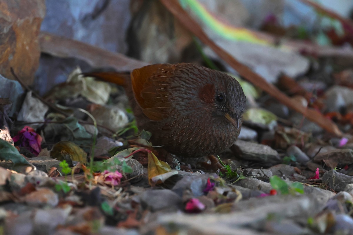 Streaked Laughingthrush - ML630171261