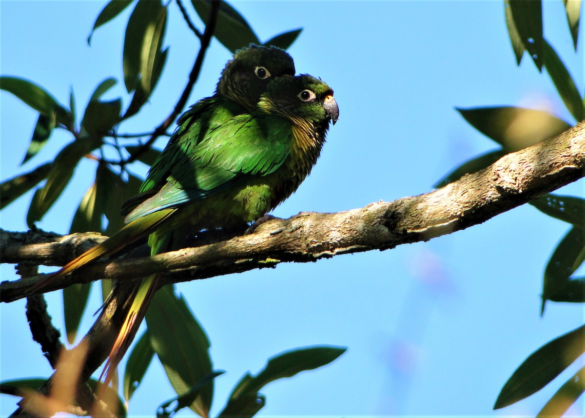 ウロコメキシコインコ - ML63017141