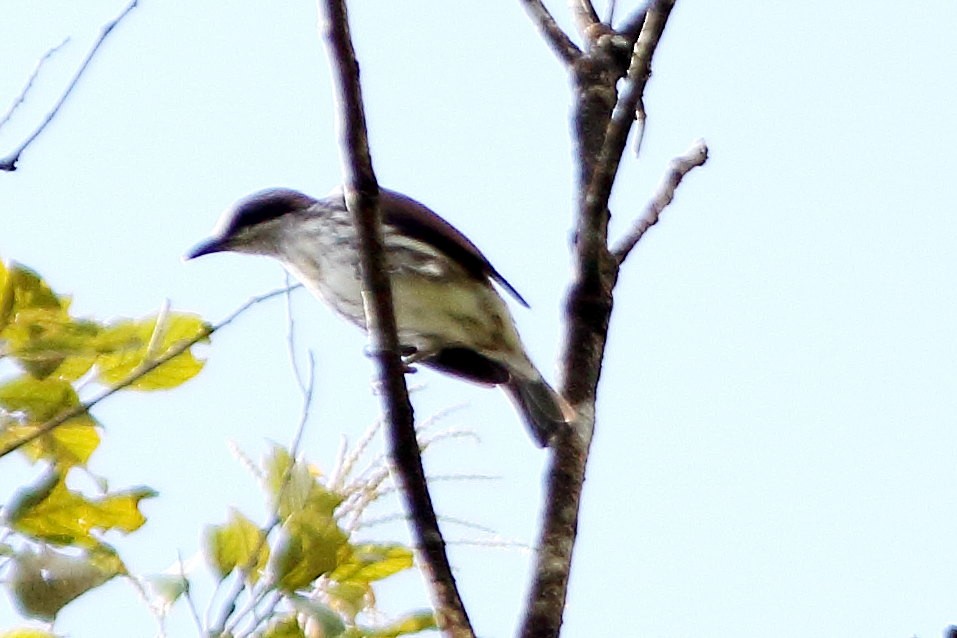 Stripe-breasted Rhabdornis - ML630171417