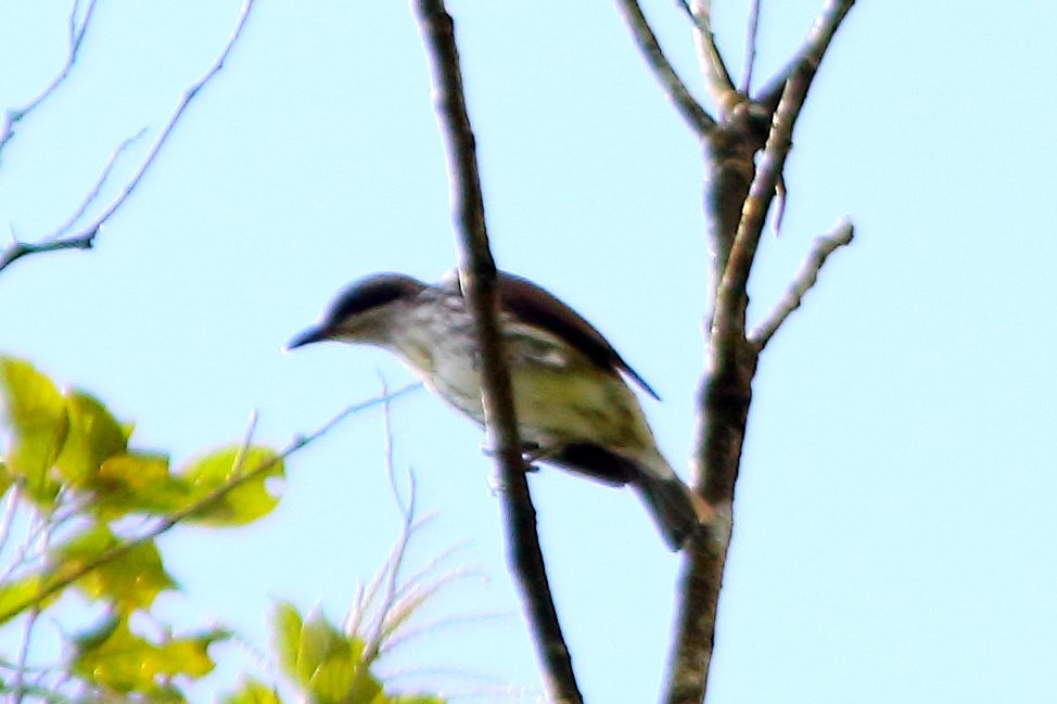 Stripe-breasted Rhabdornis - ML630171418