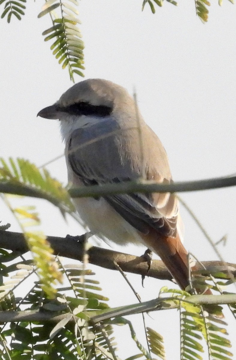 Isabelline Shrike - ML630171492