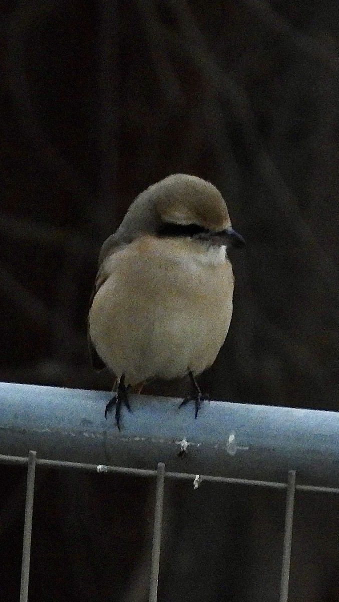 Isabelline Shrike - ML630171493