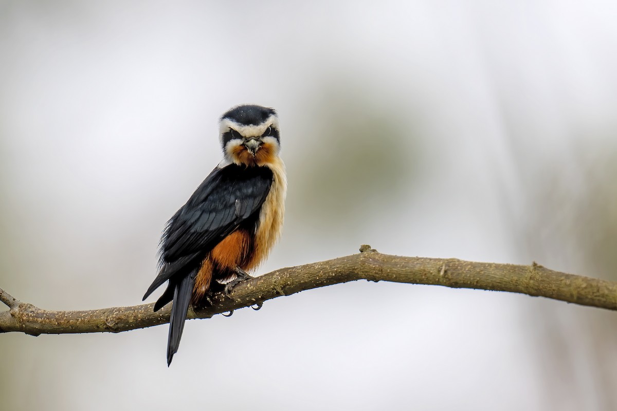 eBird Checklist - 28 Jan 2025 - Buxa, West Bengal, IN (26.703, 89.562 ...