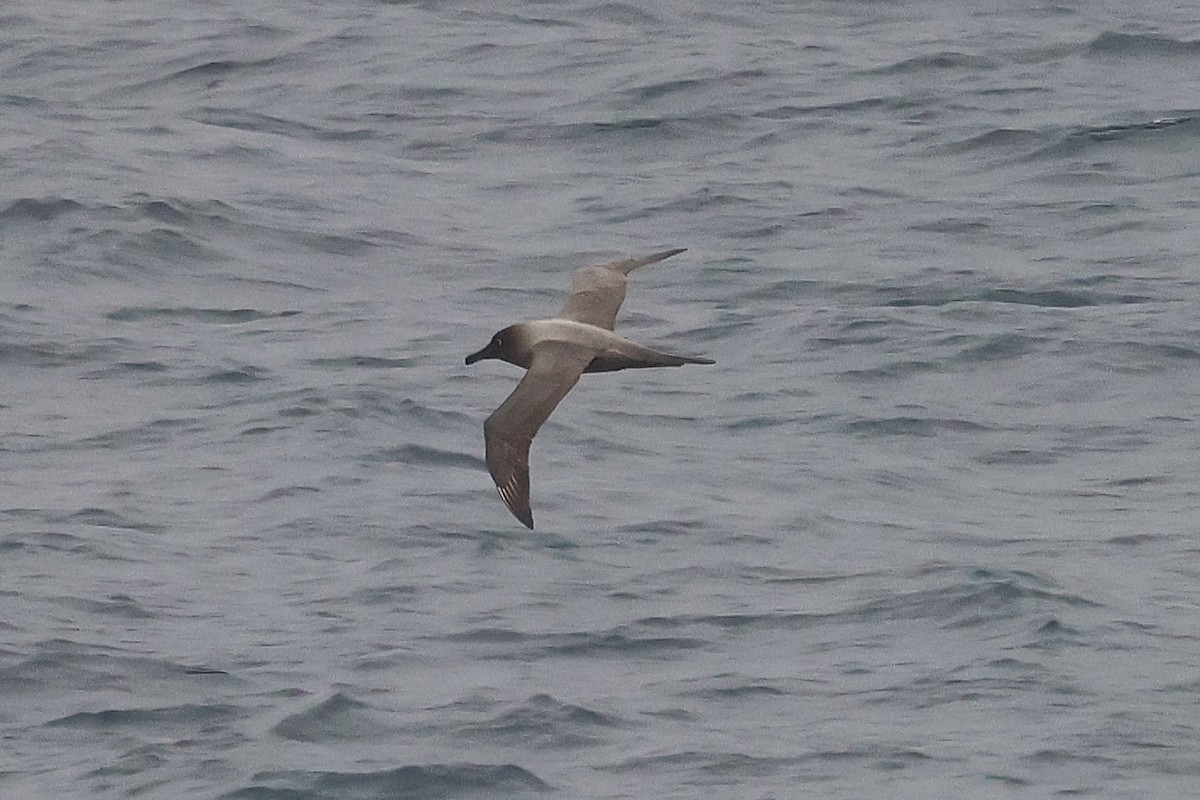 Graumantelalbatros - ML630171516