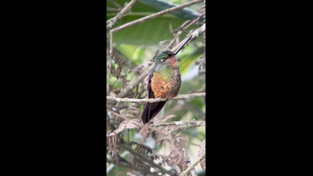 Golden-bellied Starfrontlet - ML630171562