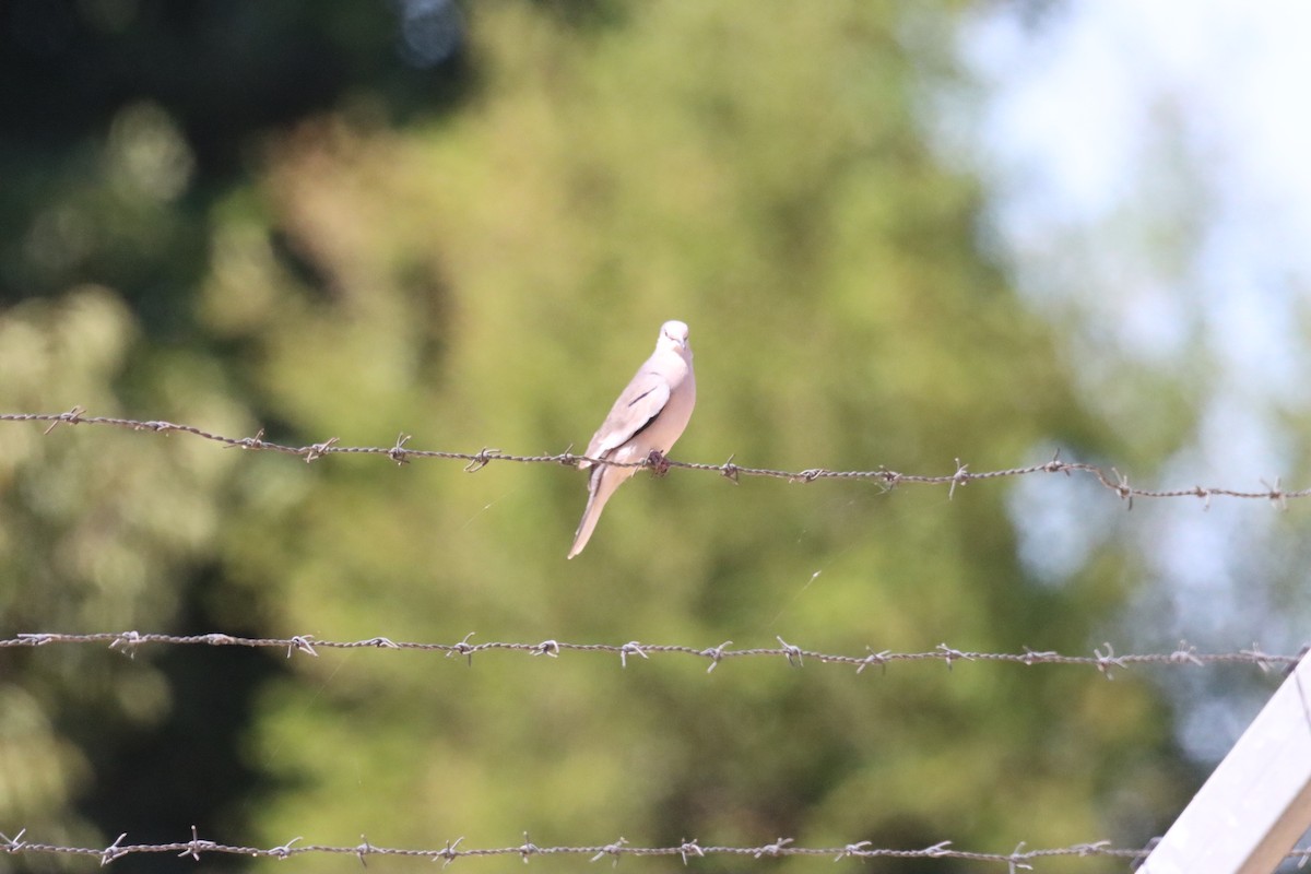 Picui Ground Dove - ML630171596