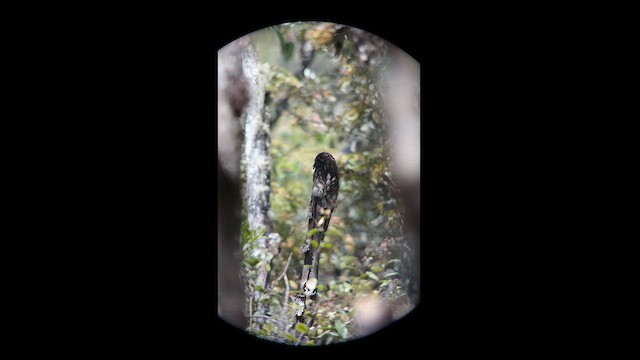 Andean Potoo - ML630171688