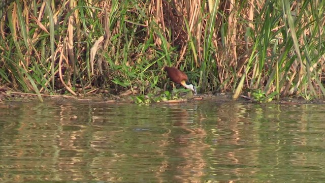 African Jacana - ML630172009