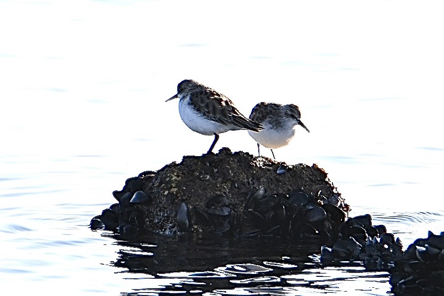 Little Stint - ML630172023